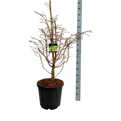 Metasequoia glypt. &