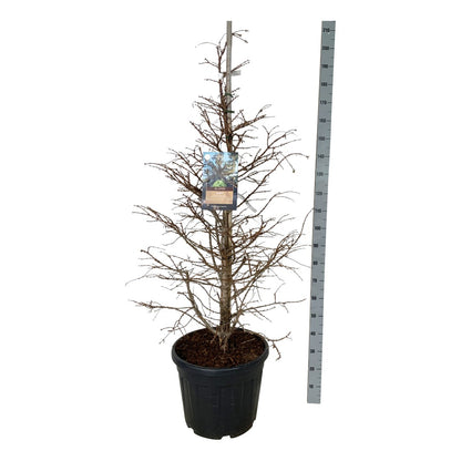 Metasequoia glyptostroboides &