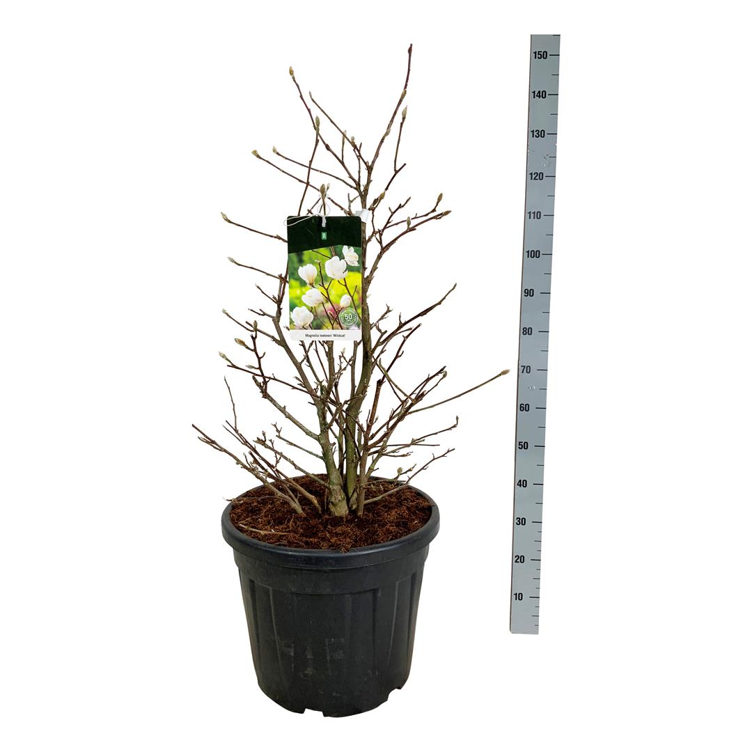 Magnolia loebneri &