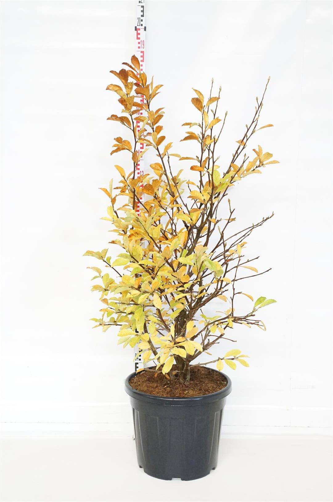 Magnolia loebneri &