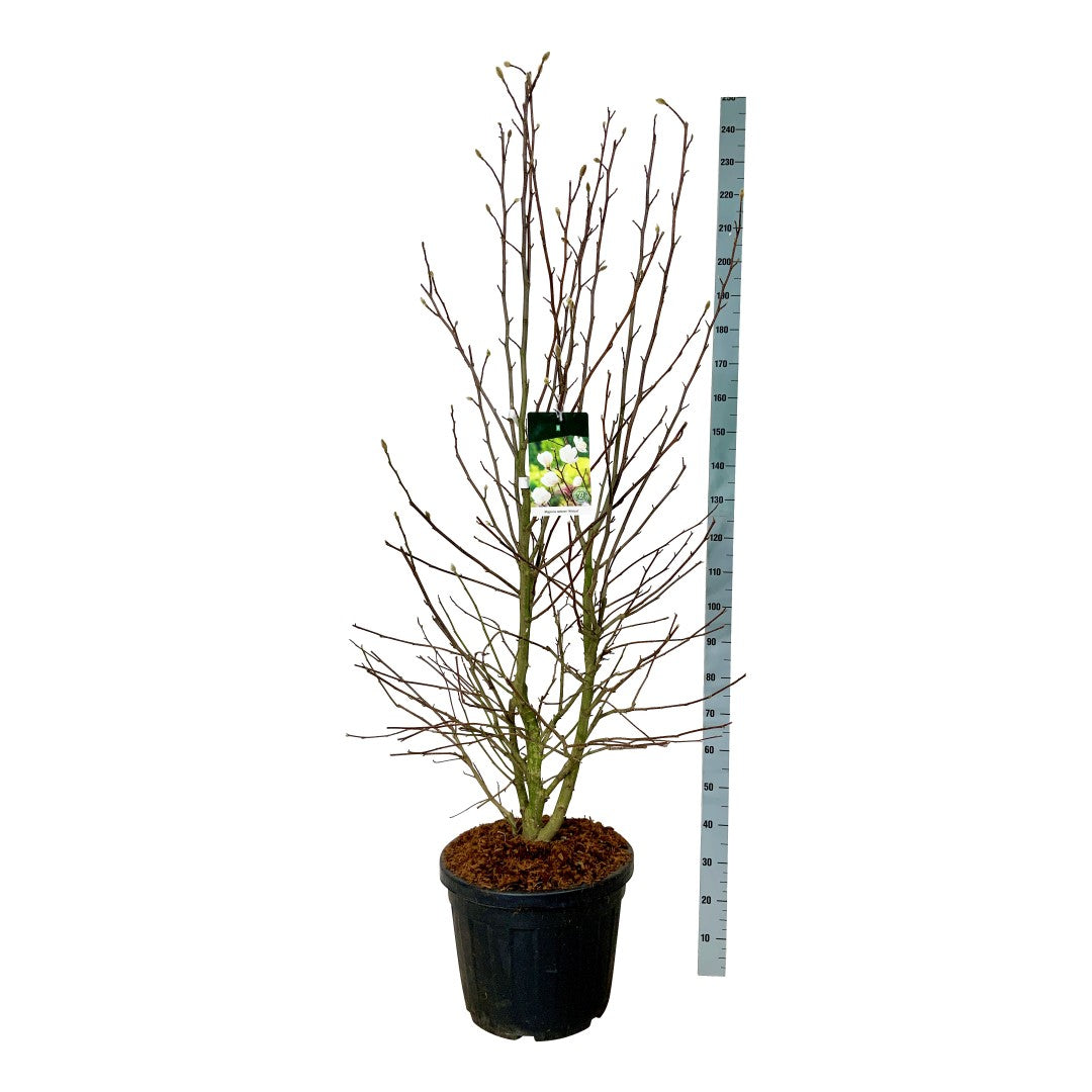 Magnolia loebneri &