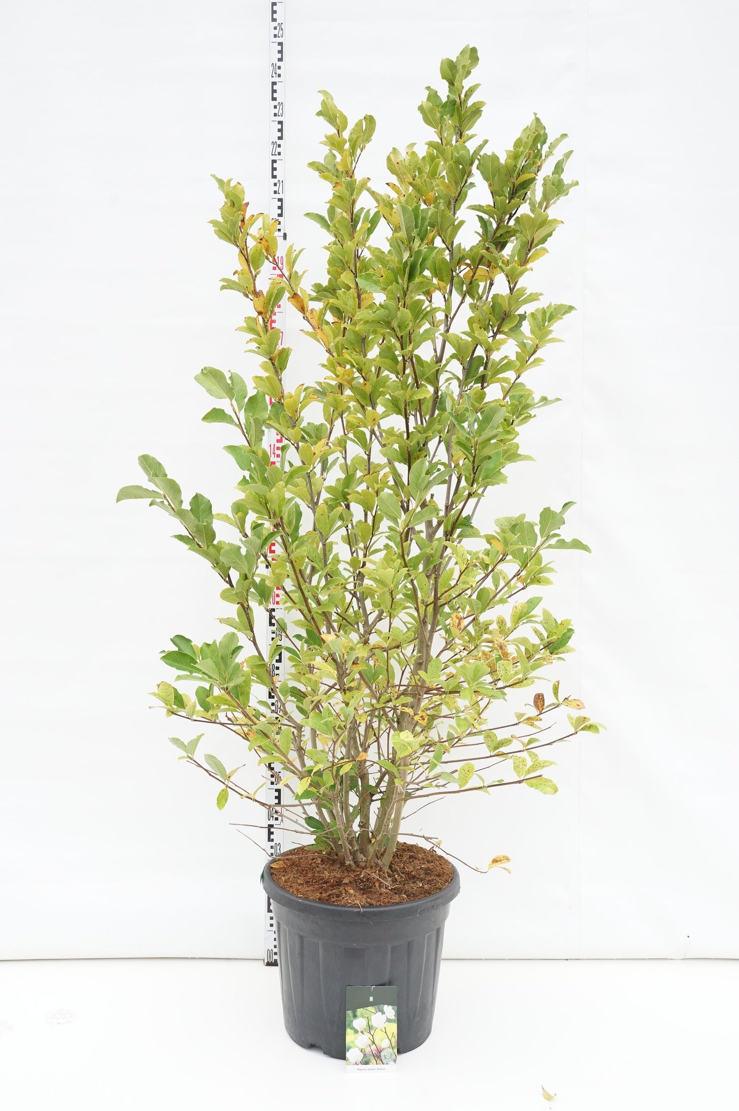 Magnolia loebneri &