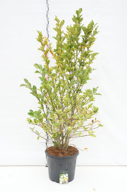 Magnolia loebneri &