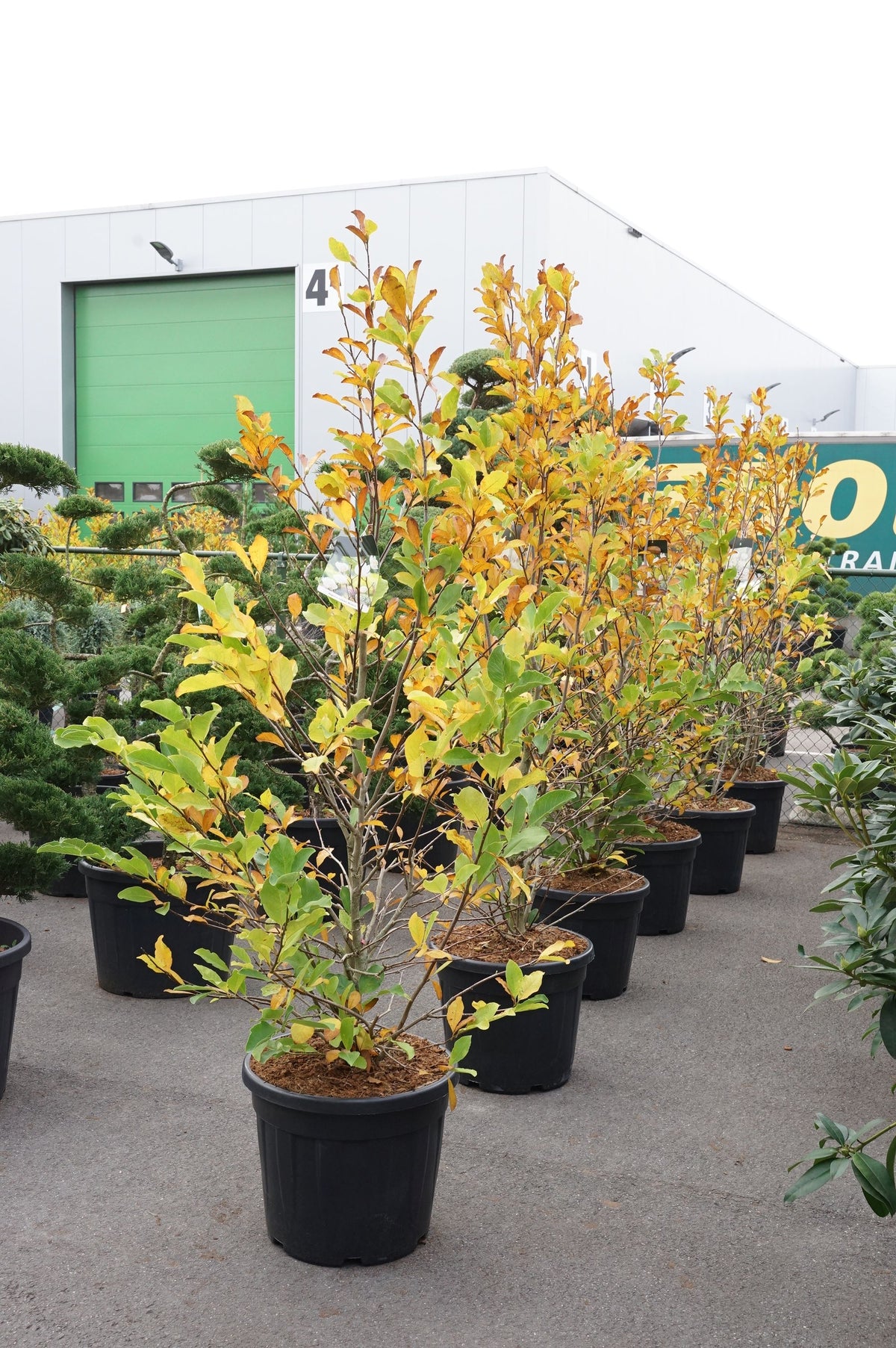TW-2789005