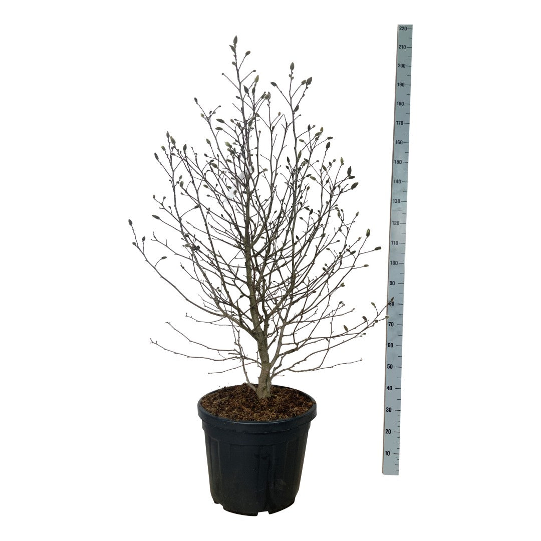 Magnolia &