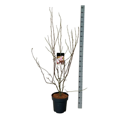 Magnolia soulangeana C15 (15 liters kruka) 125-150 cm