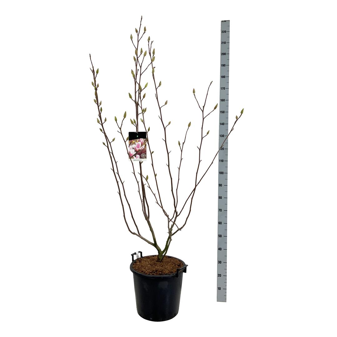 Magnolia soulangeana - C50 175-200CM EXTRA