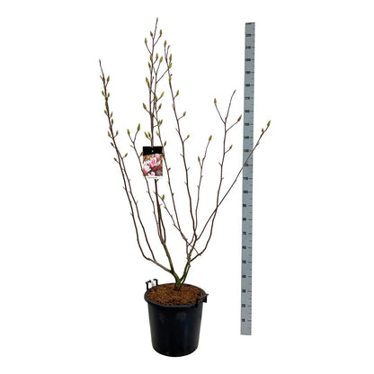 Magnolia soulangeana C50 (50 liters kruka) 175-200 cm EXTRA