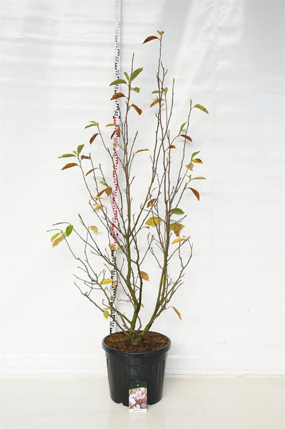 Magnolia soulangeana C55 (55 liters kruka) 175-200 cm Extra