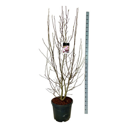 Magnolia soulangeana C55 (55 liters kruka) 200-225 cm EXTRA