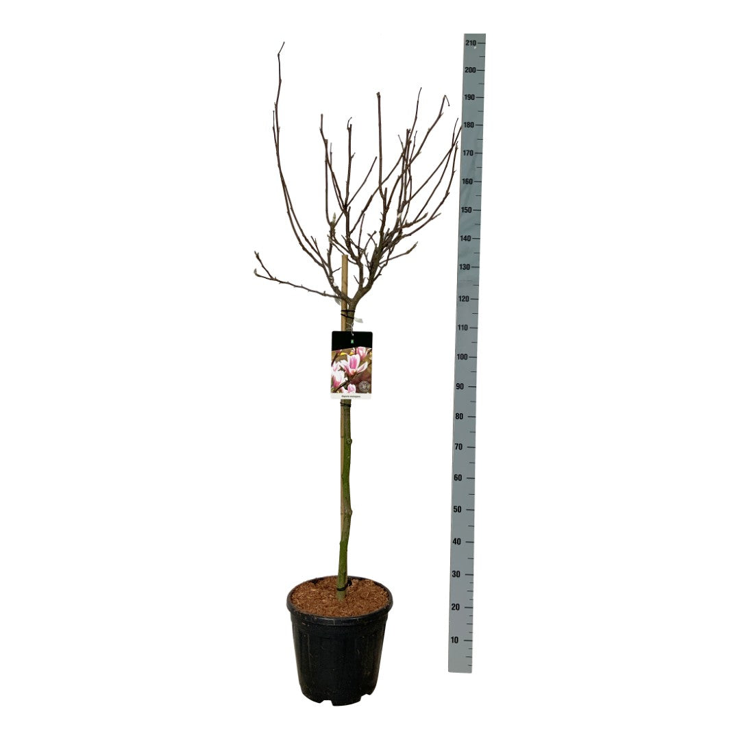 Magnolia soulangeana - 90 CM STEM C15