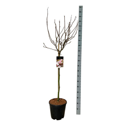 Magnolia soulangeana 90 cm stam C15 (15 liters kruka)