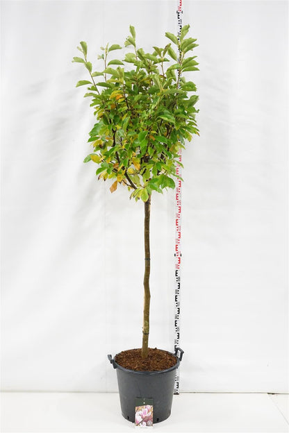 Magnolia soulangeana 120 cm stam C55 (55 liters kruka) Extra
