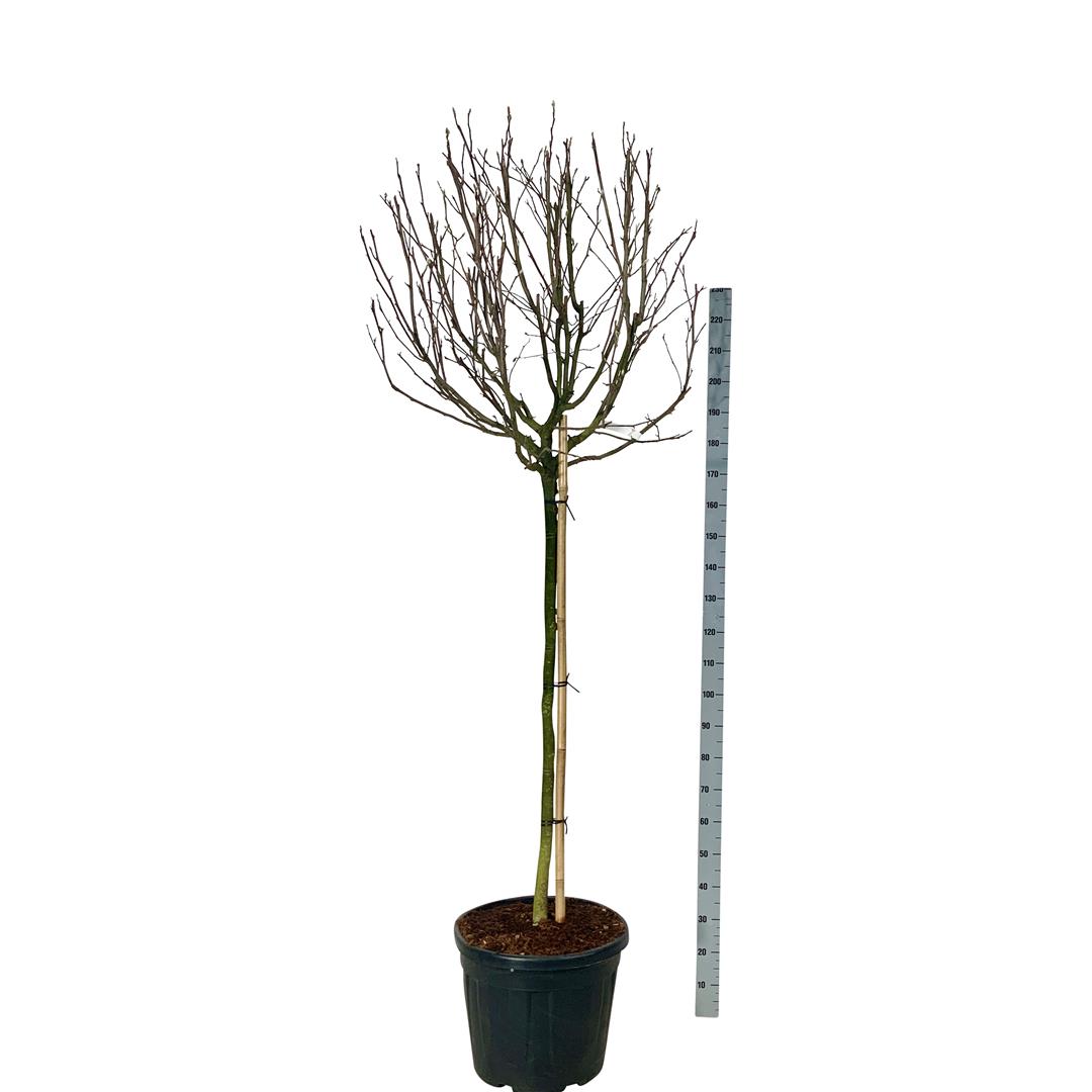 Magnolia stel. &