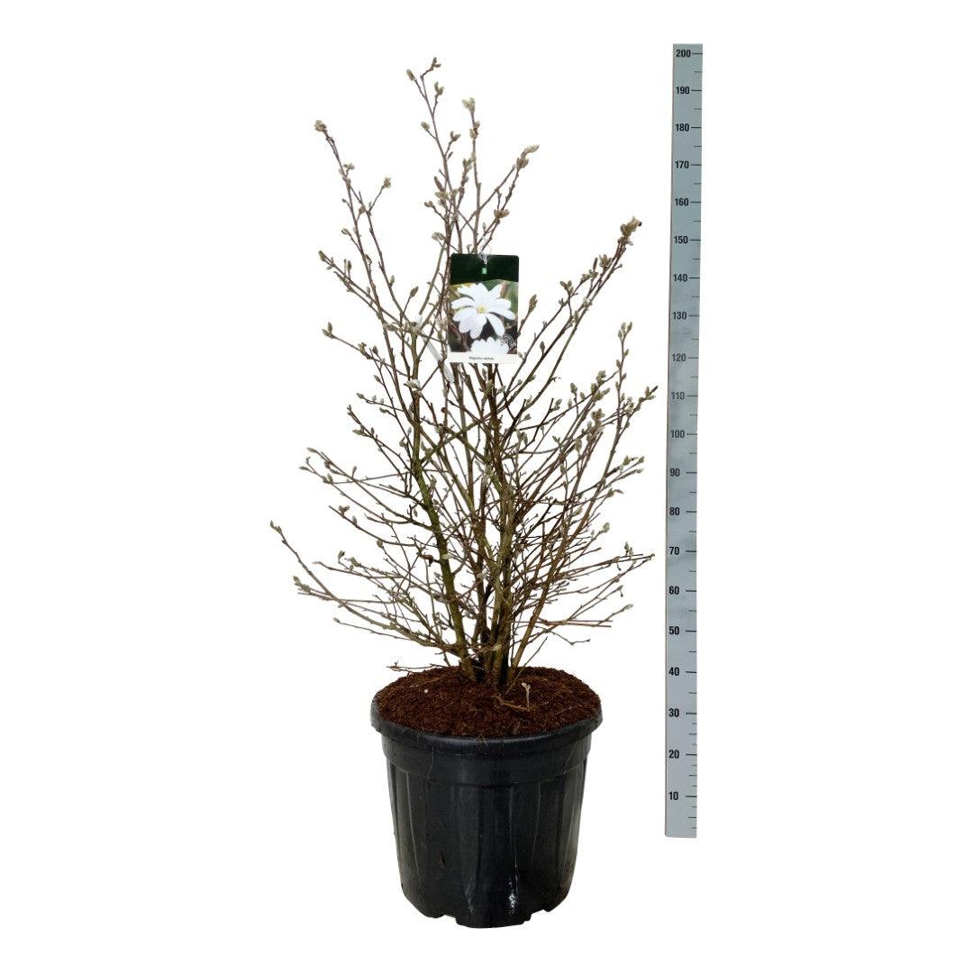 Magnolia stellata - C55 100-125CM EXTRA