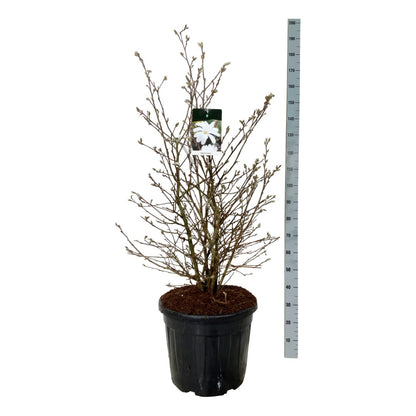 Magnolia stellata C55 (55 liters kruka) 100-125 cm EXTRA