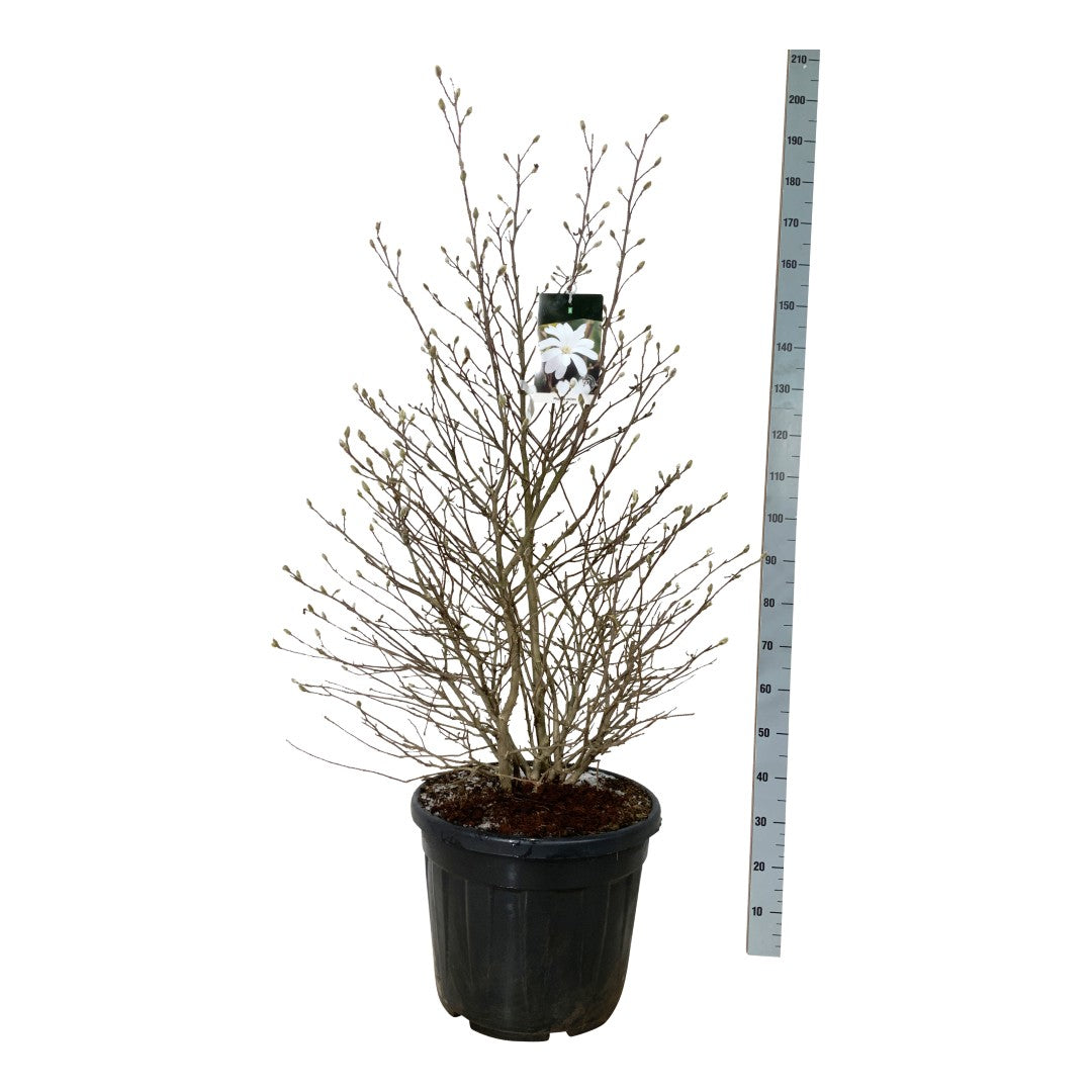 Magnolia stellata - C55 125-150CM EXTRA