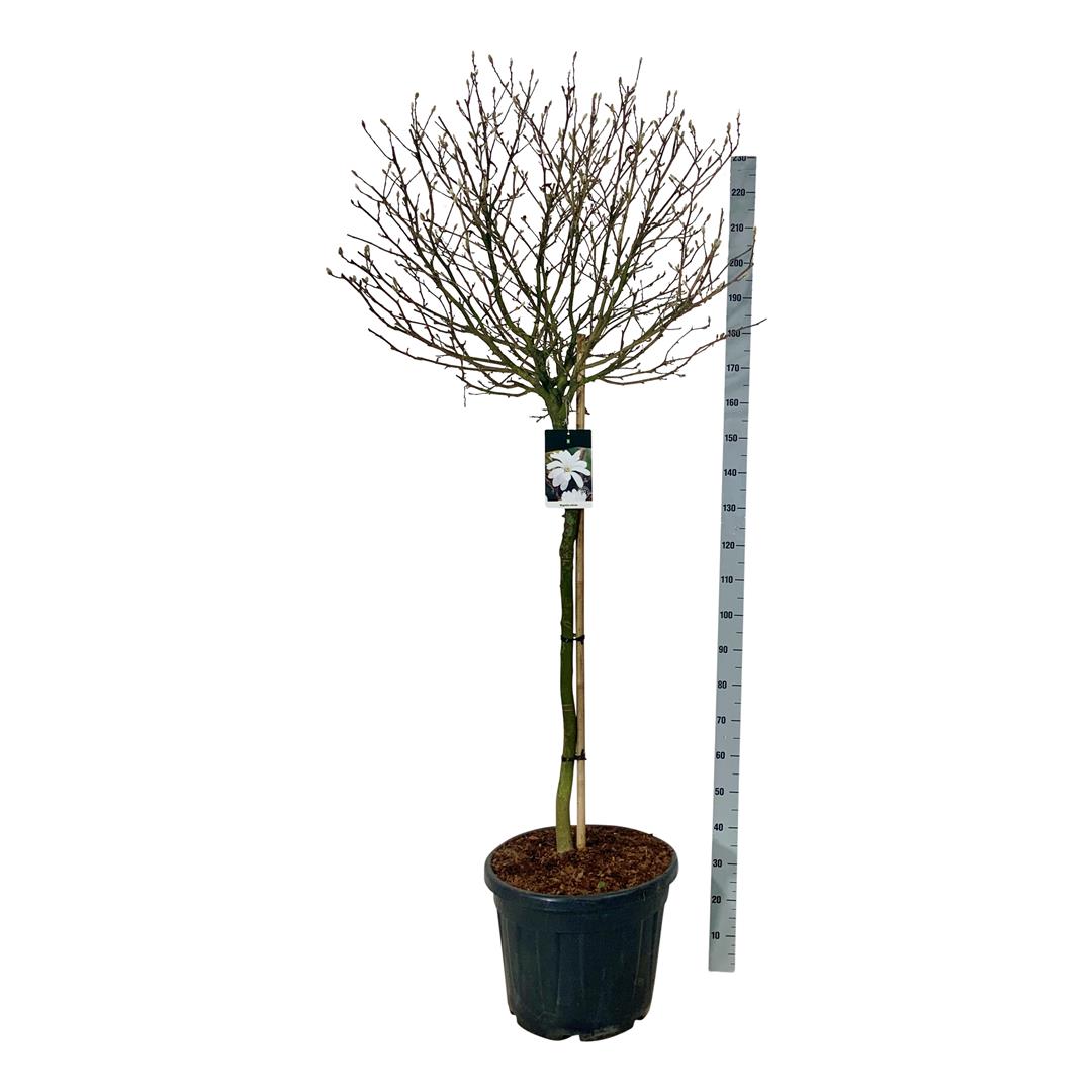 Magnolia stellata - 120 CM STEM C55 EXTRA