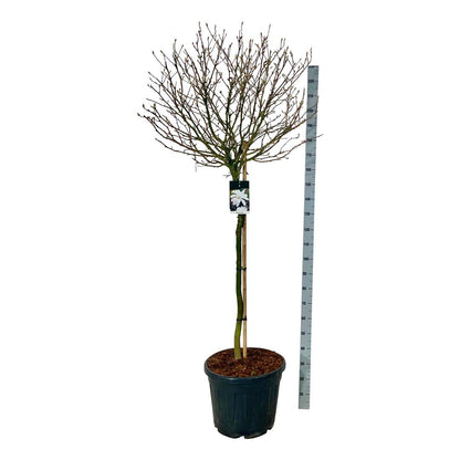 Magnolia stellata 120 cm stam C55 (55 liters kruka) Extra