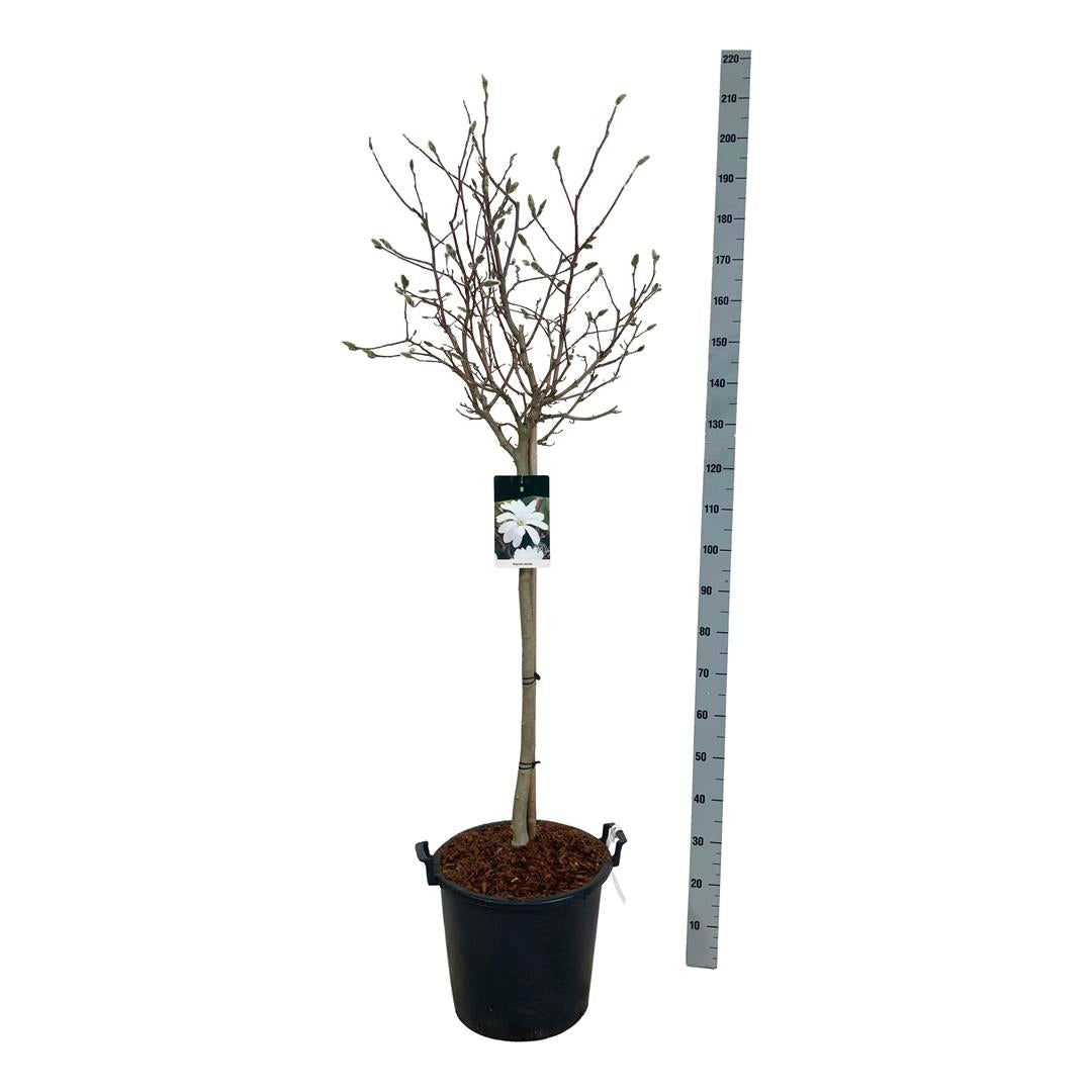 Magnolia stellata - 80 CM STEM C30