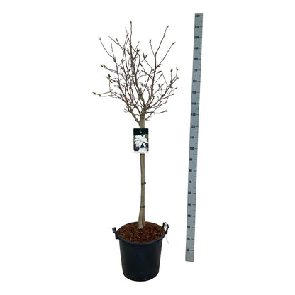 Magnolia stellata 80 cm stam, C30 (30 liters kruka)