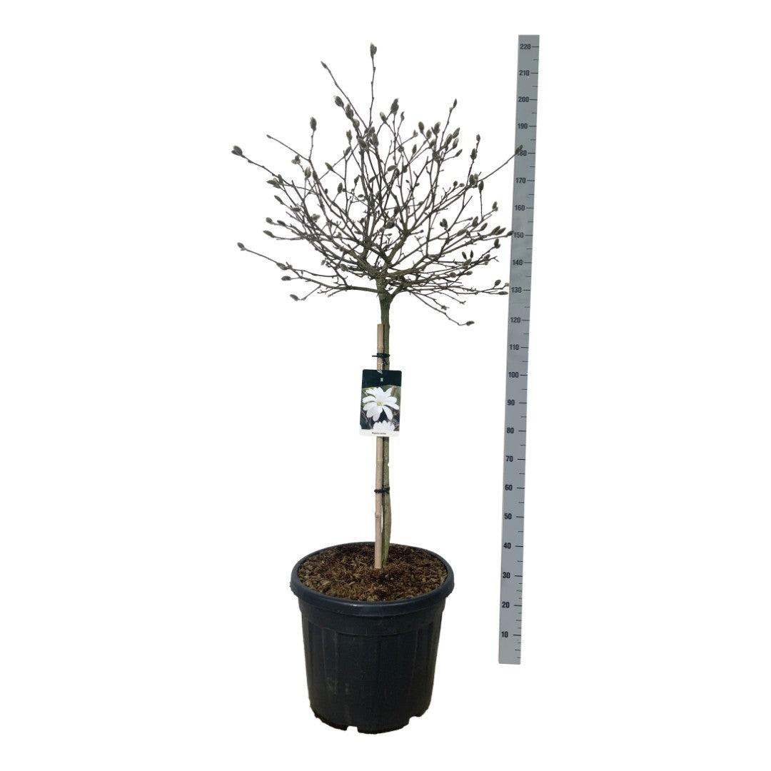 Magnolia stellata 90 cm stam C15 (15 liters kruka)