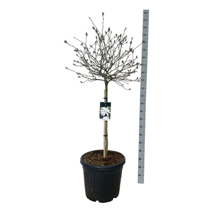 Magnolia stellata 90 cm stam C15 (15 liters kruka)