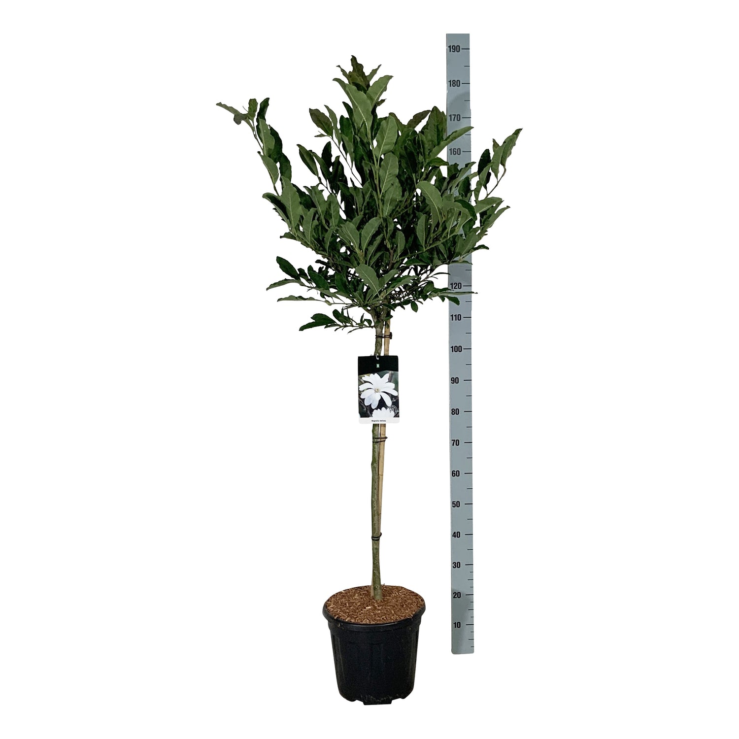 Magnolia stellata 90 cm stam C15 (15 liters kruka)