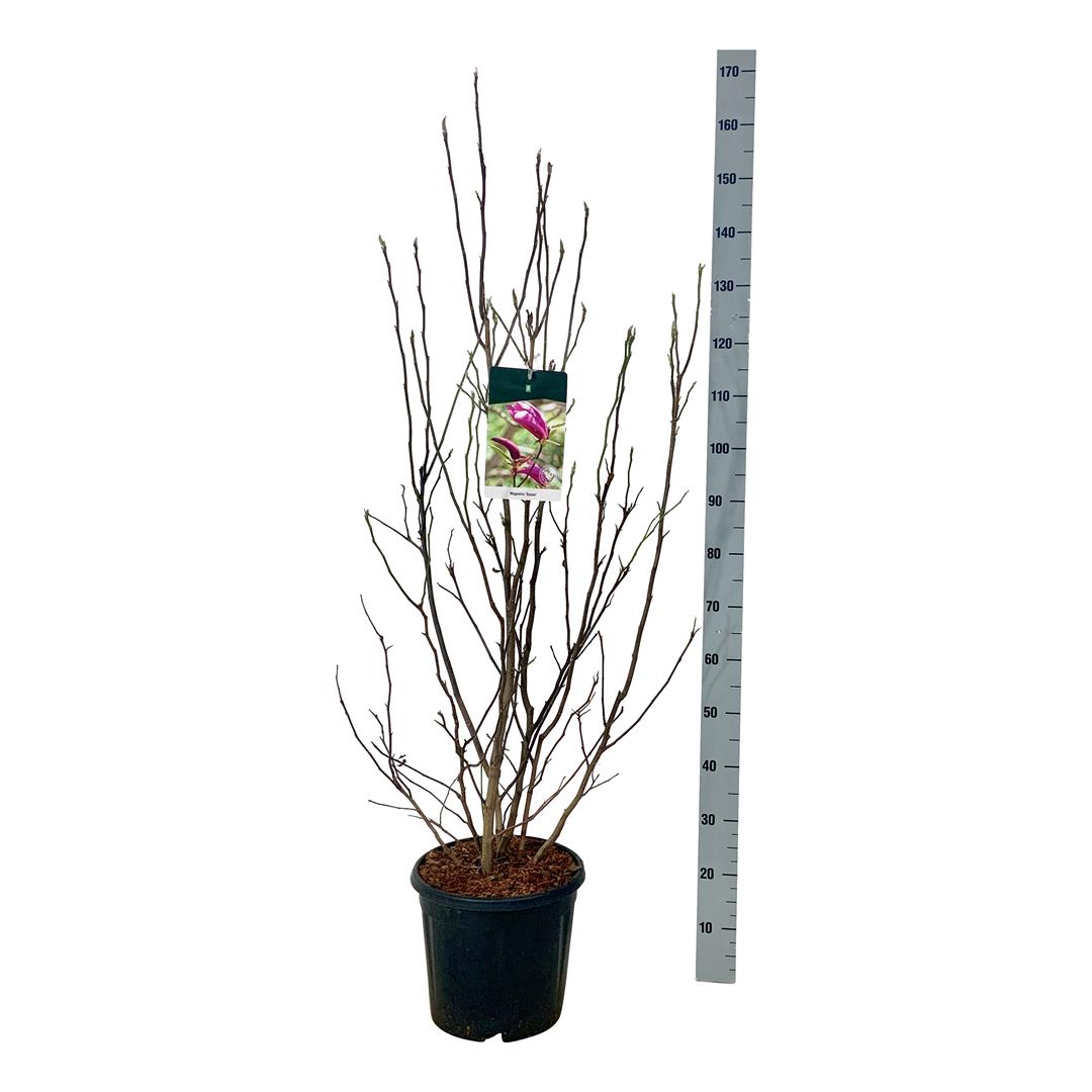 Magnolia &