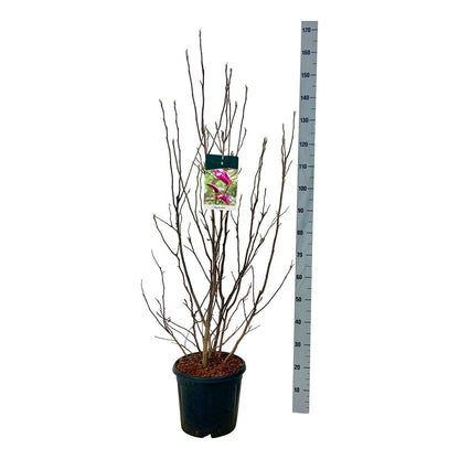 Magnolia &