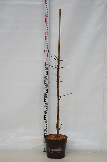Metasequoia glypt. &