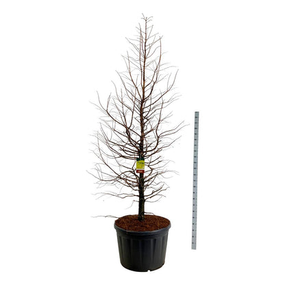 Metasequoia glypt. &