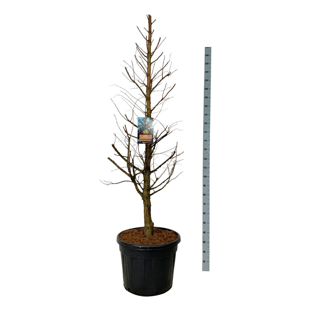 Metasequoia glypt. &