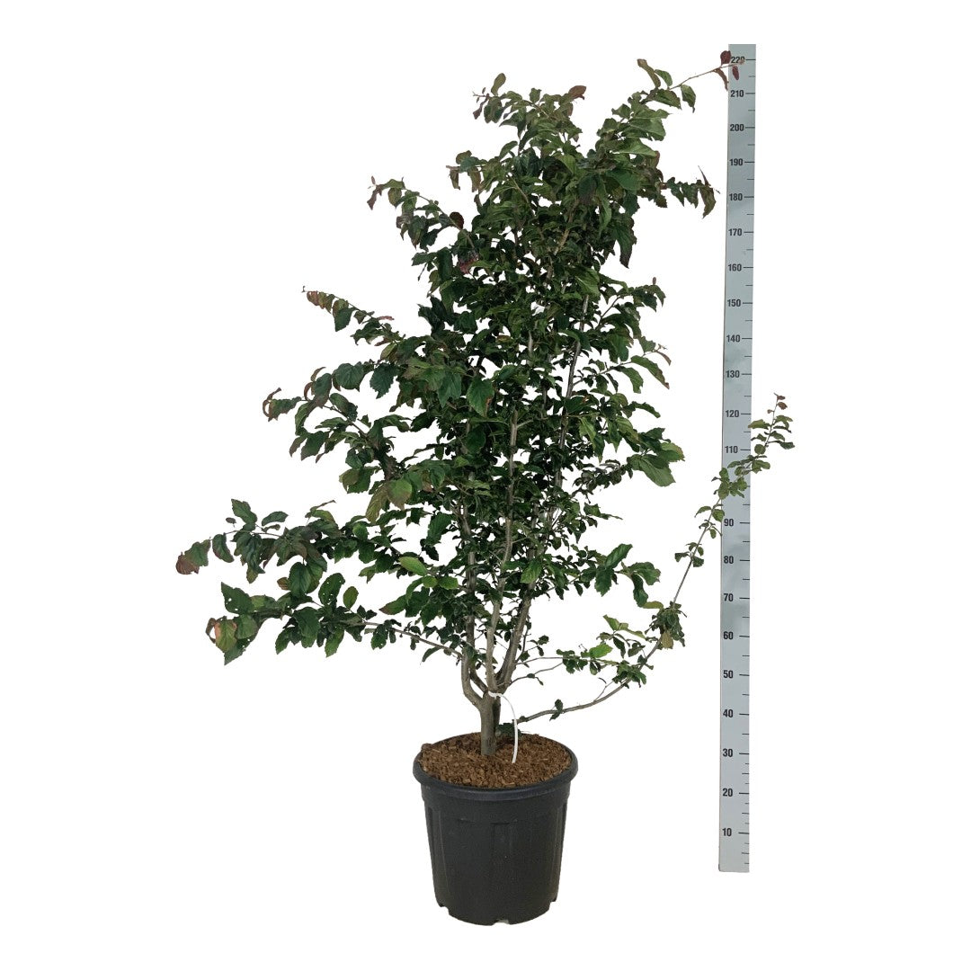 Parrotia persica &
