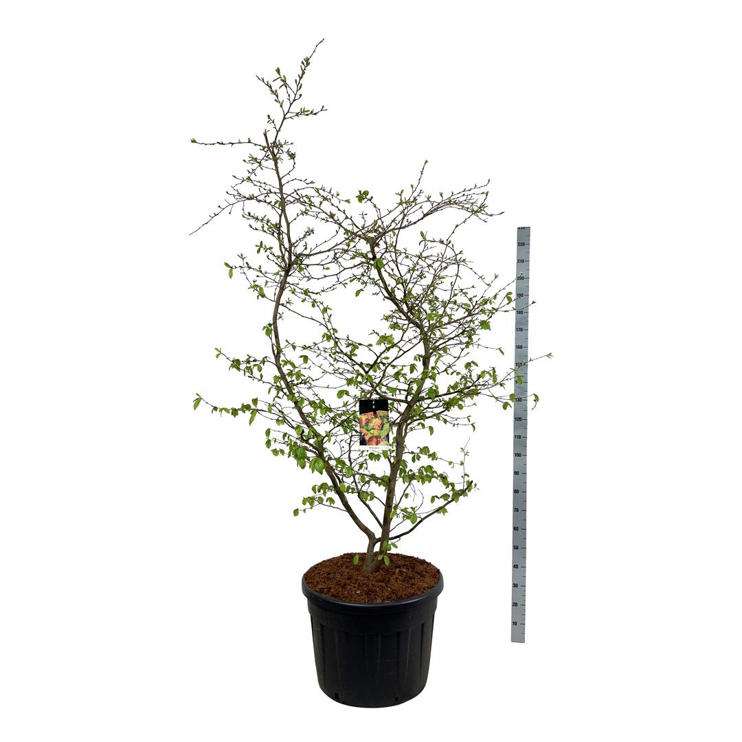 Persiskt järnträd persica - C130 200-225CM EXTRA