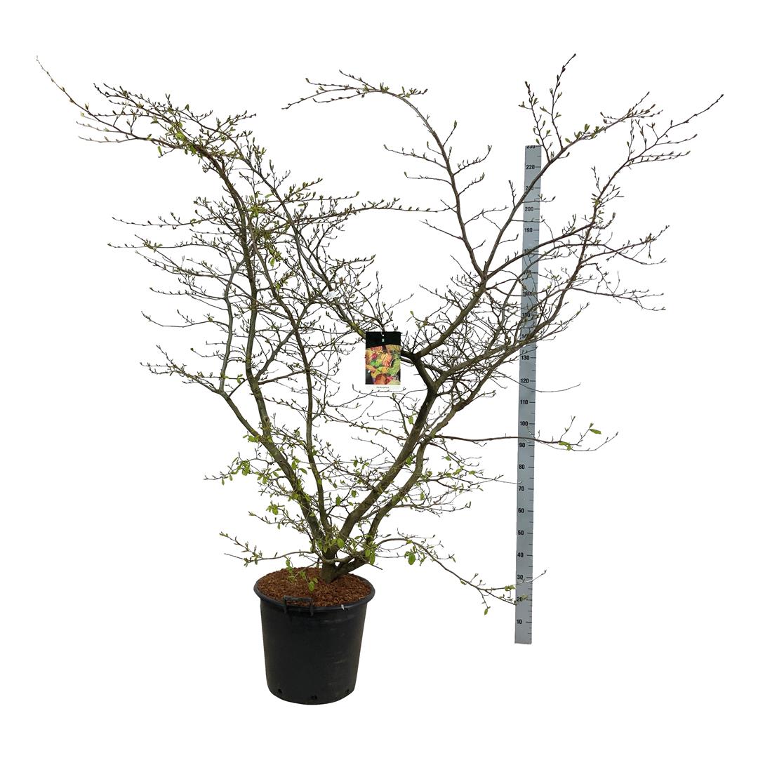 Persiskt järnträd persica - C55 150-175CM EXTRA