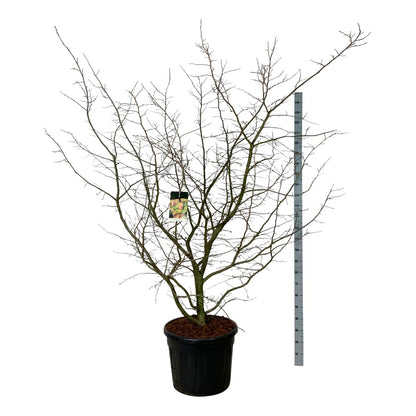 Parrotia persica 175-200 cm, C55 (55 liters kruka) Extra