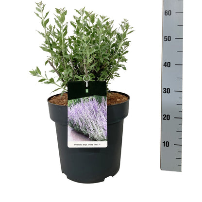 Perovskia atripl. &
