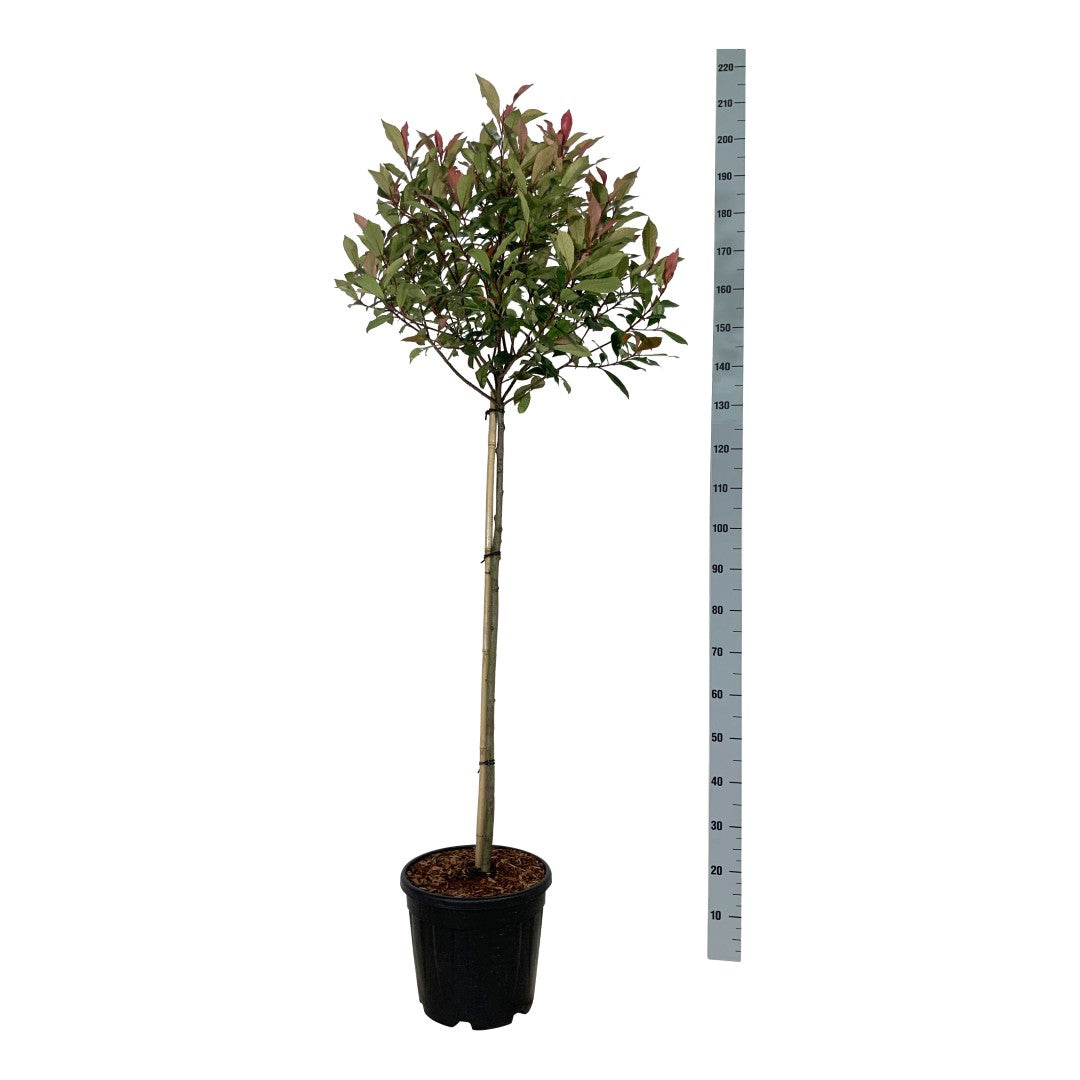 Glansmispel fraseri &