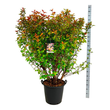 Physocarpus op. 'Amber Jubilee'®