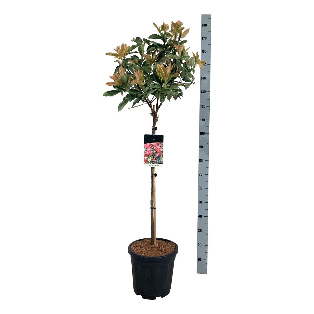 Photinia serr. &