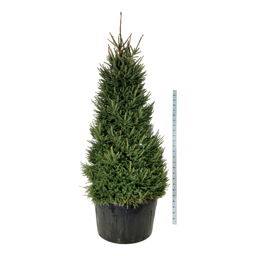 Gran abies - C500 250-300 CM SOL