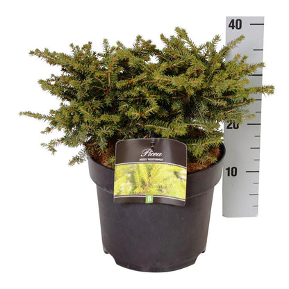 Picea abies &