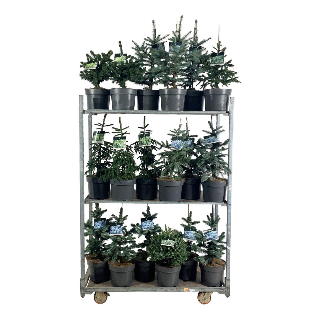 Gran in cultivars - C7,5/P26
