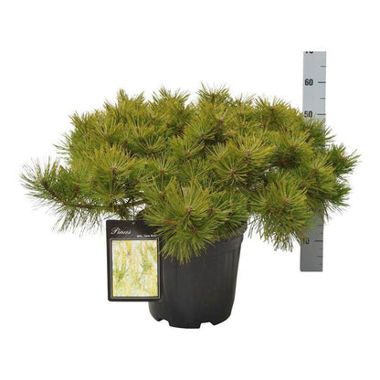 Pinus dens. &