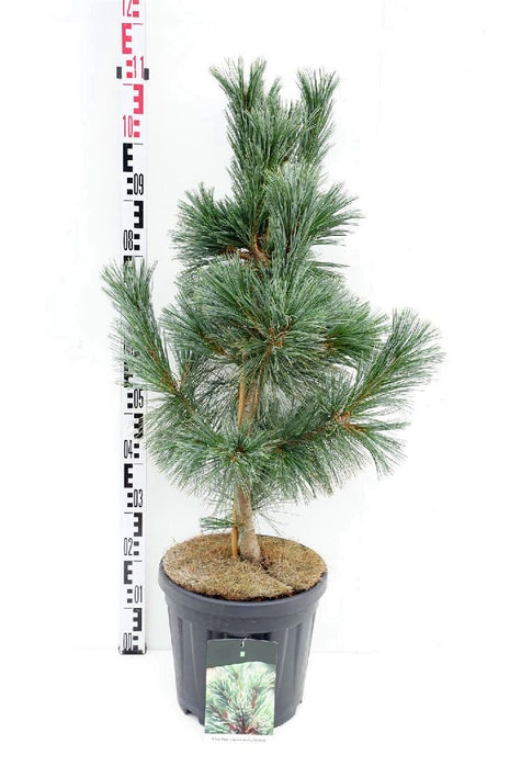 Pinus flex. 'Vanderwolf's Pyramid'