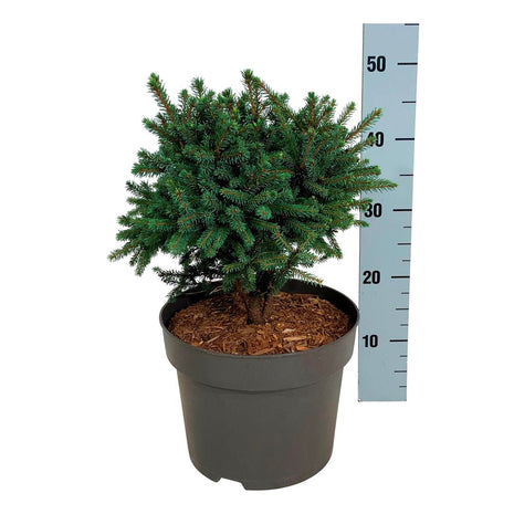 Picea gl. "Echiniformis"