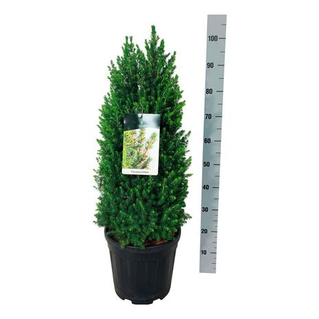 Picea gl. 'Perfecta'