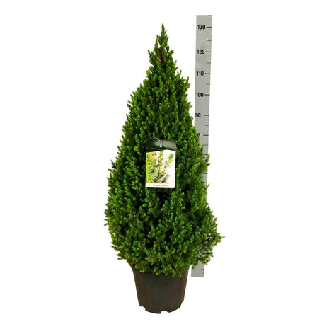 Picea gl. 'Perfecta'