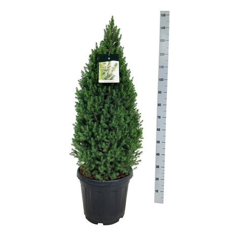 Picea gl. 'Perfecta'